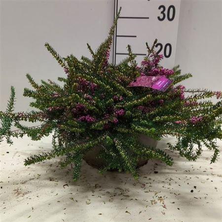 <h4>Eric Da Kramers Rote</h4>