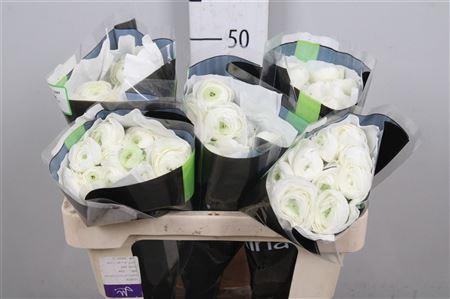 <h4>Ran Elegance White</h4>