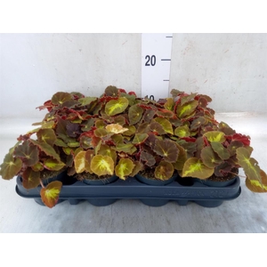 Begonia BD 'MagicColours Montuno'