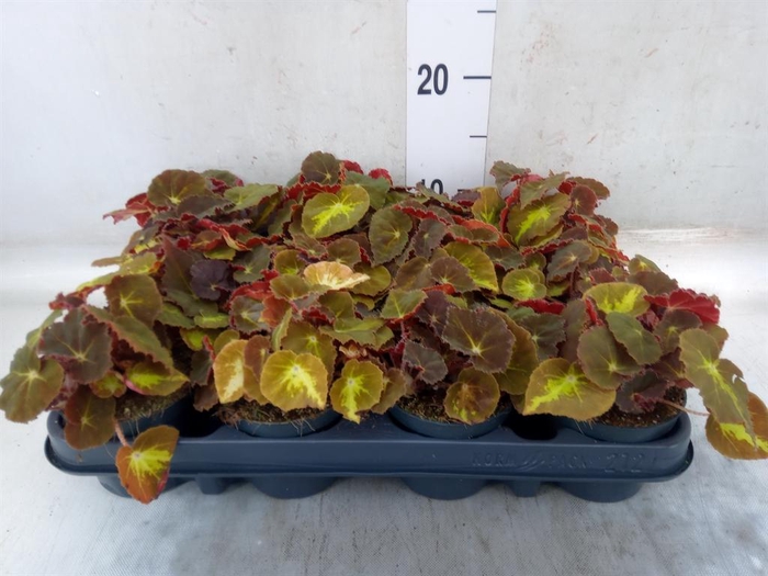 <h4>Begonia BD 'MagicColours Montuno'</h4>