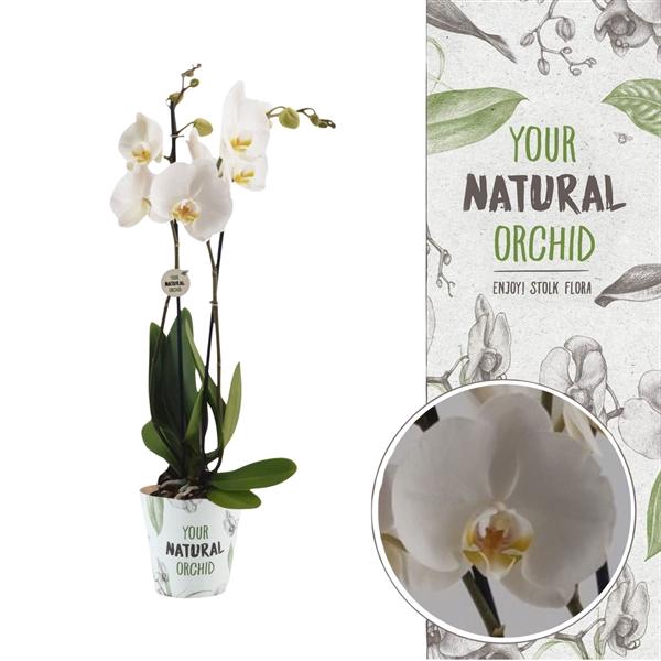 <h4>Your Natural Orchid | Nottingham | Phalaenopsis 2 spike</h4>