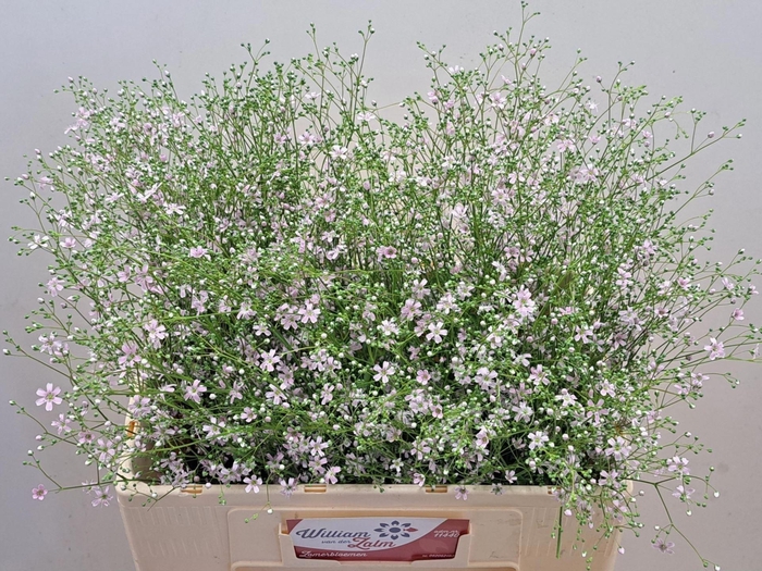 <h4>SNIJBLOEMEN OVERIG ZOMERBLOEMEN OV</h4>