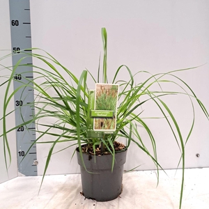Pennisetum alopecuroides