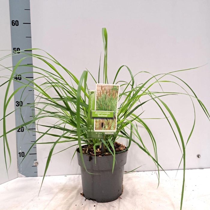 <h4>Pennisetum alopecuroides</h4>