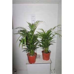 ** Dypsis Lutescens 25pp * Spring Deal *