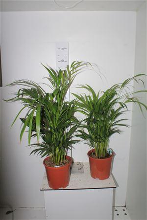 <h4>** Dypsis Lutescens 25pp * Spring Deal *</h4>