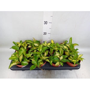 Hoya carnosa 'Tricolor'