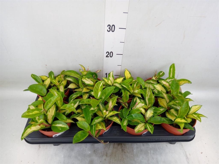 <h4>Hoya carnosa 'Tricolor'</h4>