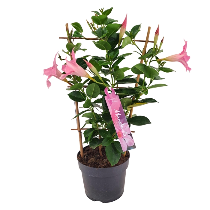 <h4>Dipladenia Sundaville Rek PINK13 cm (PT)</h4>
