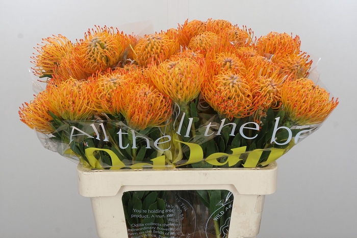 <h4>Nutans Ayoba Sun</h4>