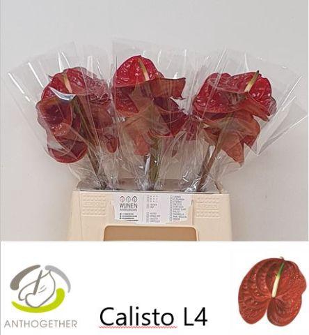 <h4>ANTH A CALISTO</h4>
