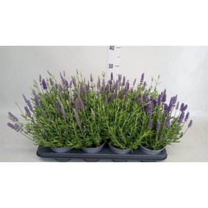 Lavandula angus. 'Spear Blue'