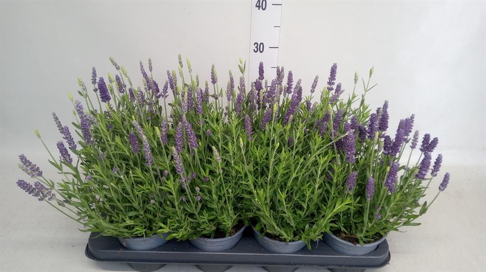 <h4>Lavandula angus. 'Spear Blue'</h4>