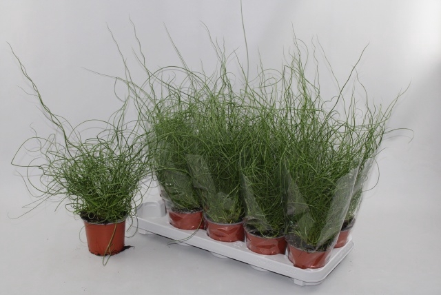 JUNCUS EF SPIRALIS