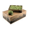 Ijslandsmos Mint Groen