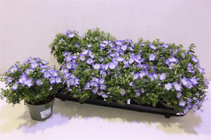 <h4>arr8 Camp Fancy Mee</h4>