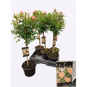ROSA ST OV