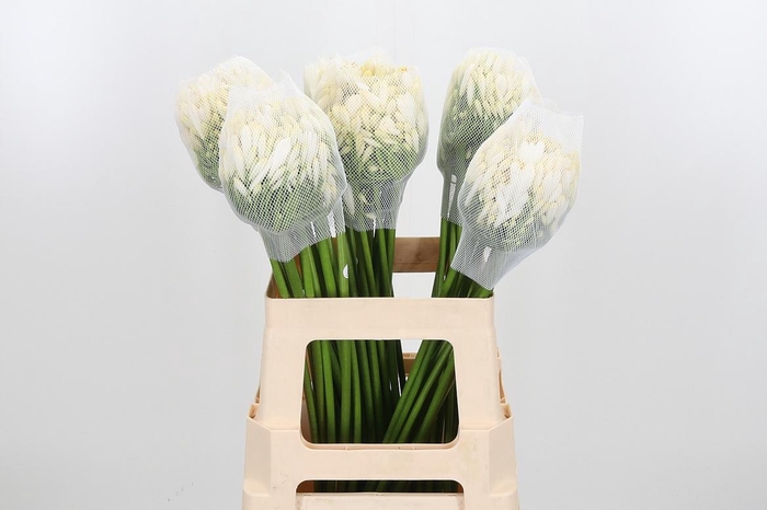 <h4>Agap Gletsjer</h4>