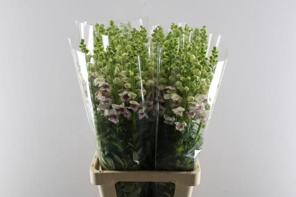 <h4>Antir Poto Appleblos</h4>