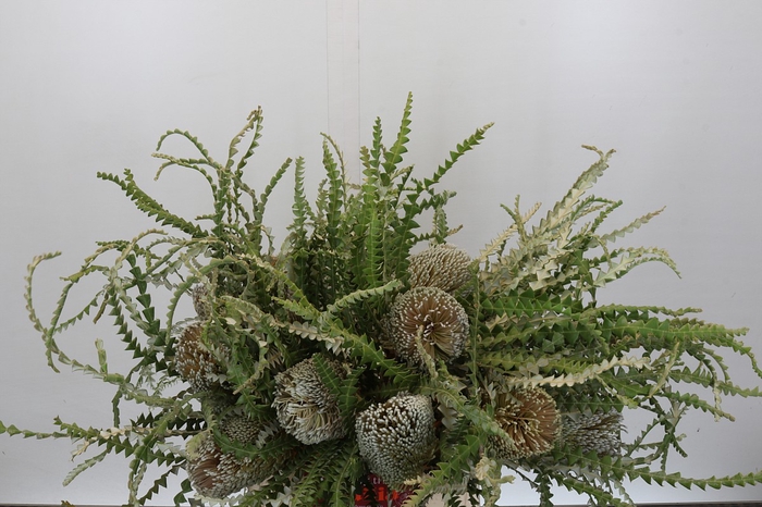 <h4>Banksia Speciosa</h4>