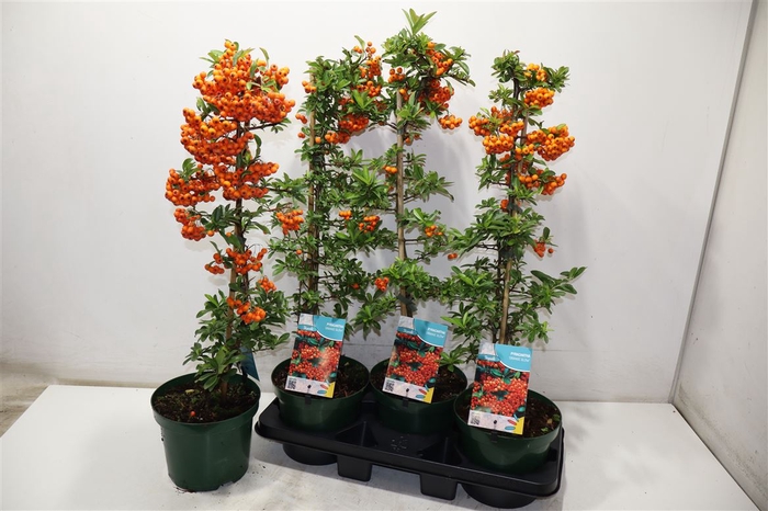 <h4>Pyrac Orange Glow</h4>