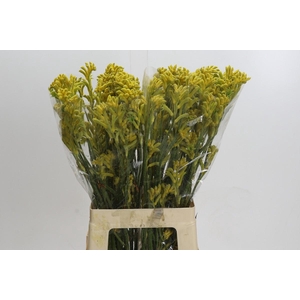 Anigozanthos Bush Gold