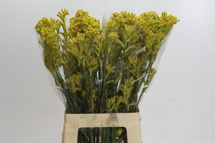 <h4>Kangaroo Paw Bush Gold</h4>