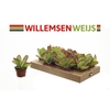 Kalanchoe thyrsiflora