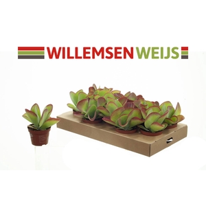Kalanchoe NF thyrsiflora