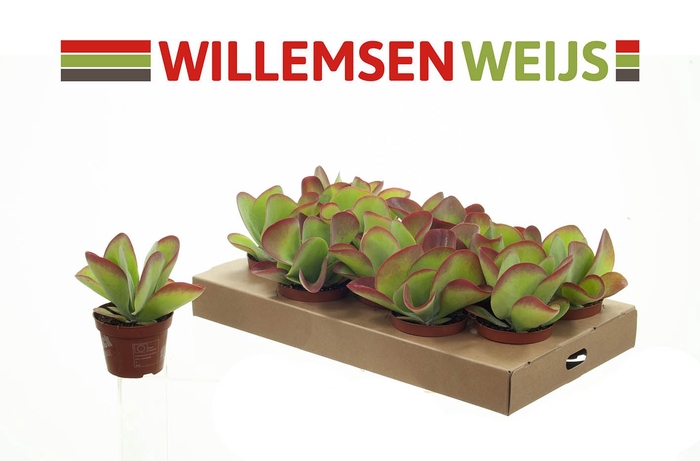 <h4>Kalanchoe NF thyrsiflora</h4>