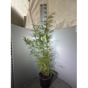 Fargesia Robusta ‘Campbell’ 15L