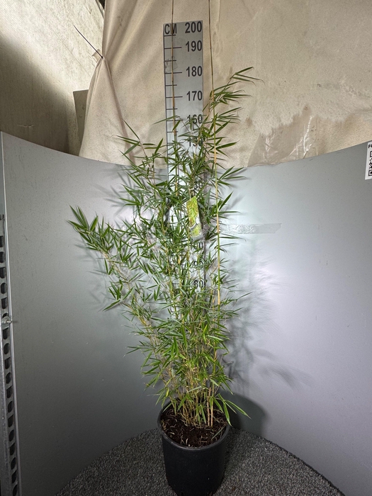 <h4>Fargesia Robusta ‘Campbell’ 15L</h4>