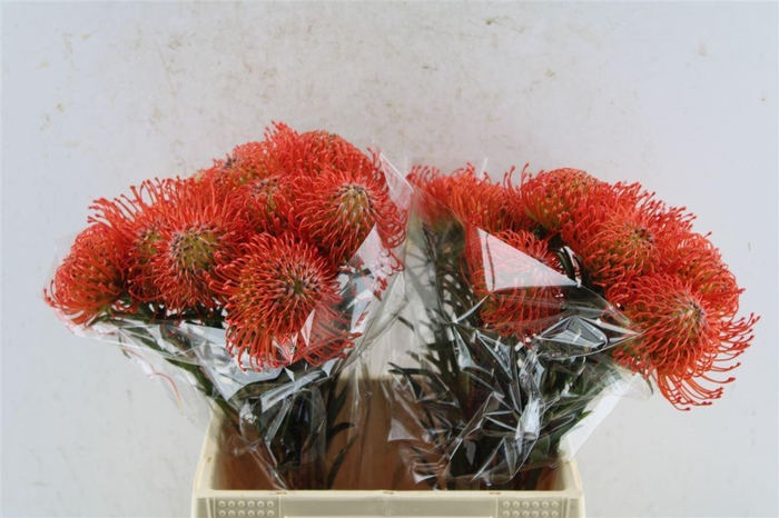 <h4>Leuco Co Succession</h4>