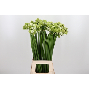 Ornithogalum Saundersiae