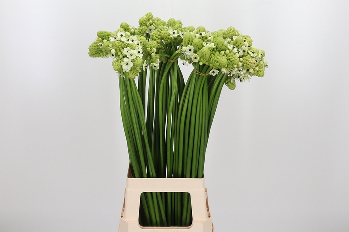 <h4>Ornithogalum Saundersiae</h4>