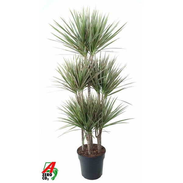 <h4>Dracaena Bicolor 90-carrousel</h4>
