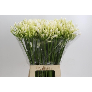 Agapanthus EYFORI White