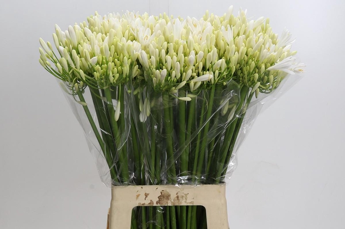 <h4>Agapanthus EYFORI White</h4>