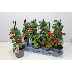 Tomatenplanten