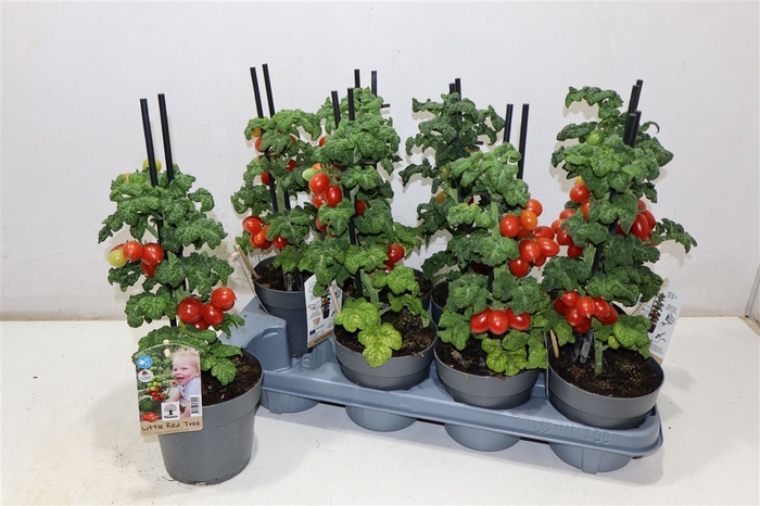 Tomatenplanten