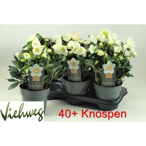 HELL NI HGC WINTERGO