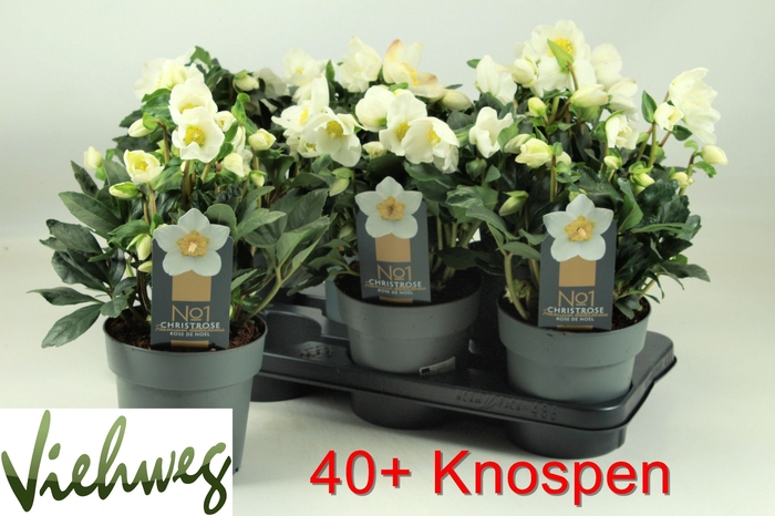 <h4>HELL NI HGC WINTERGO</h4>