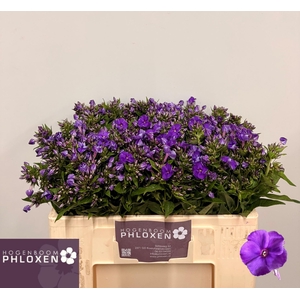 PHLOX P CRISSY