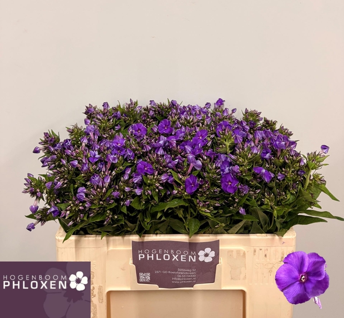<h4>PHLOX P CRISSY</h4>