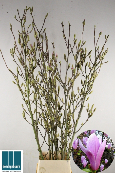 <h4>MAGNOLIA GRANDIFLORA</h4>