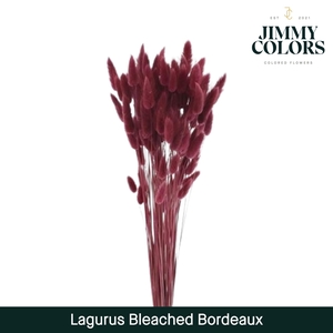 Lagurus bleached Bordeaux