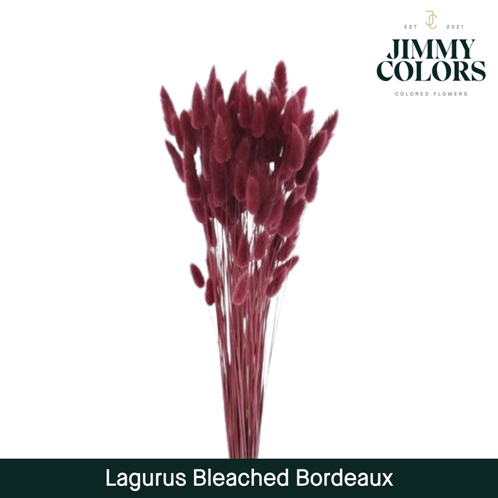 <h4>Lagurus Bleached Bordeaux</h4>
