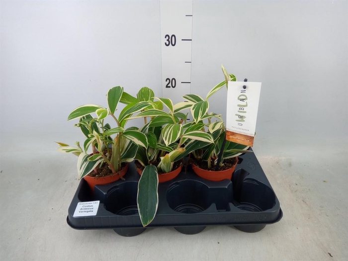 <h4>Costus arabicus 'Variagatus'</h4>