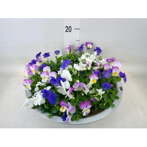 Viola corn.   ...mix