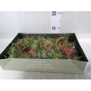 Tillandsia